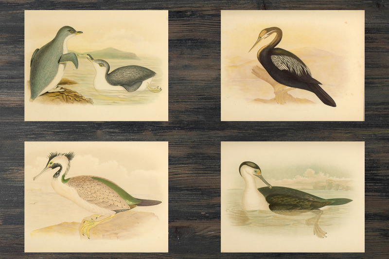 vintage-seabird-illustrations