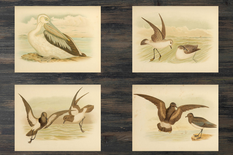 vintage-seabird-illustrations