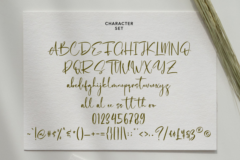 cholasette-script-font