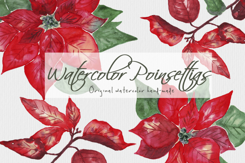 watercolor-poinsettias-christmas-flowers-leaves