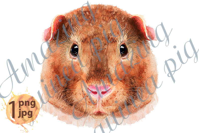 watercolor-portrait-of-teddy-guinea-pig-on-white-background