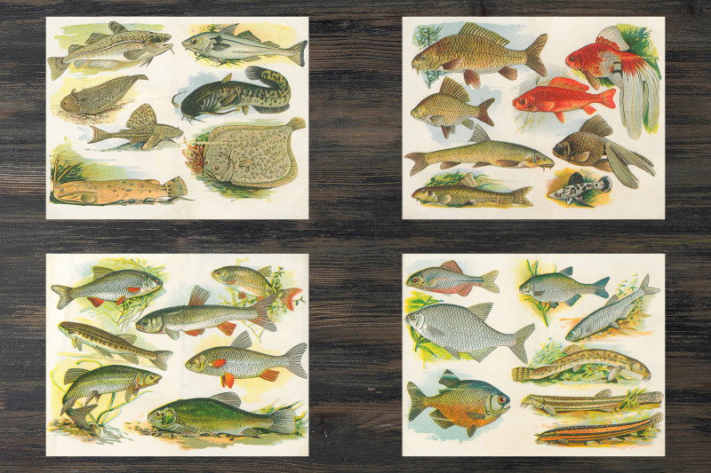 vintage-fish-book-pages