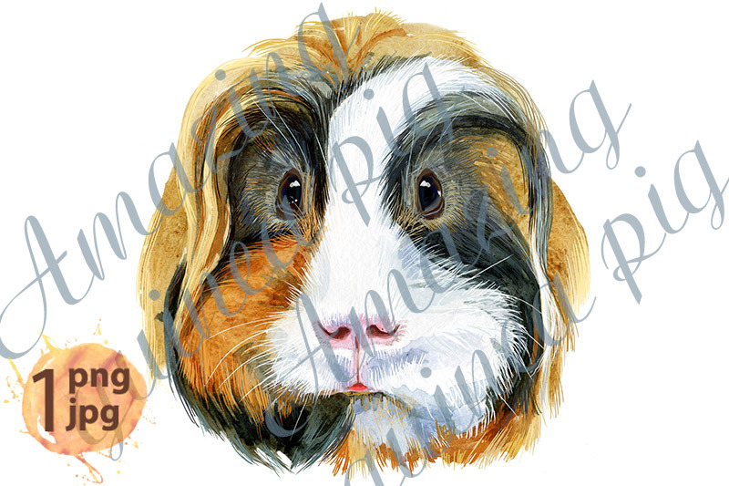 watercolor-teddy-guinea-pig-illustration