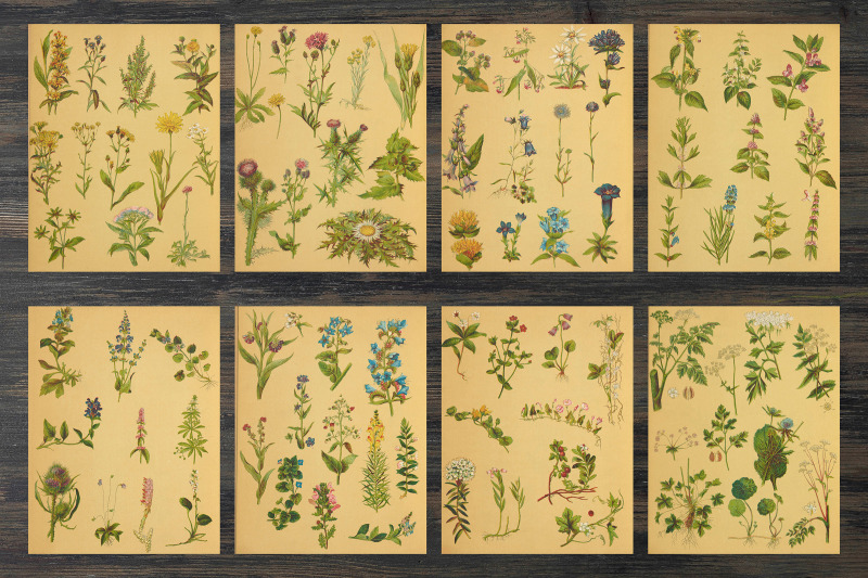 vintage-botanical-book-pages