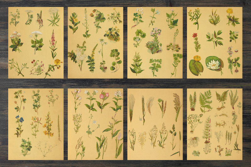 vintage-botanical-book-pages