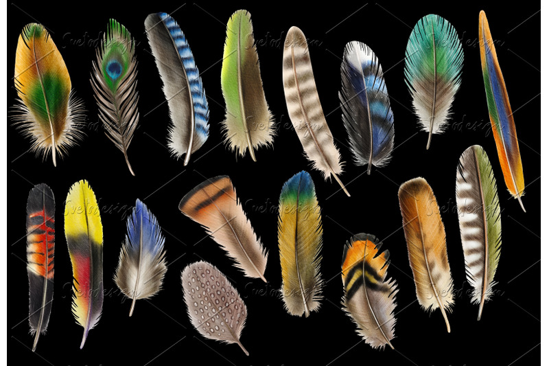 watercolor-feathers-clipart-birds-feather-boho-clip-art-png