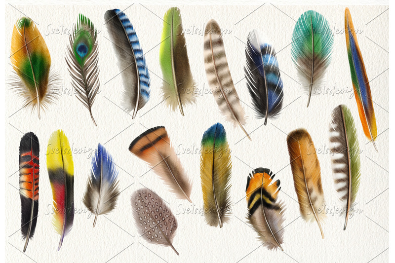watercolor-feathers-clipart-birds-feather-boho-clip-art-png