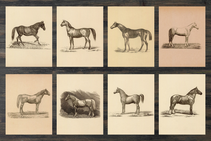 vintage-horse-illustrations