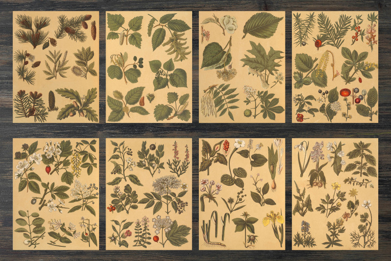 vintage-botanical-illustrations
