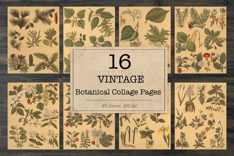 vintage-botanical-illustrations
