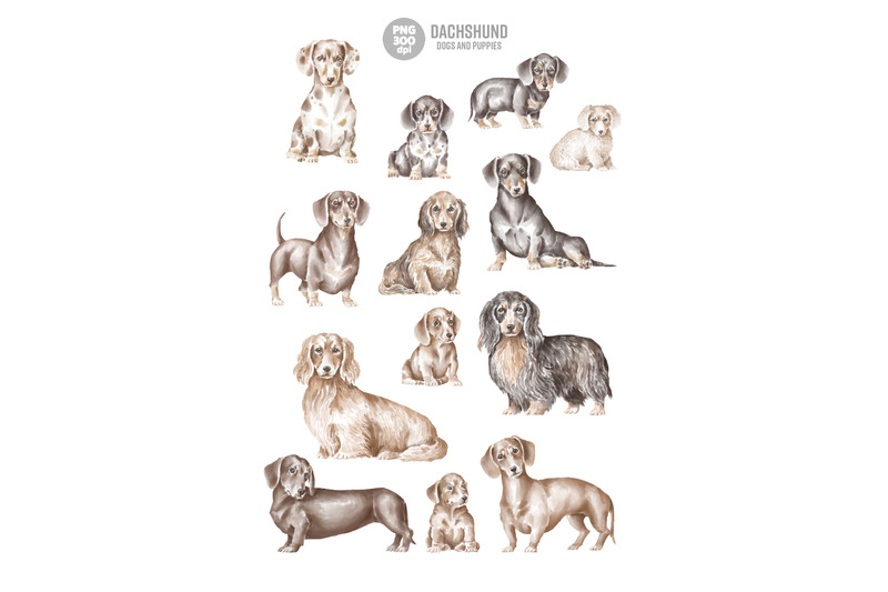 dachshund-dogs-and-puppies-png-clipart