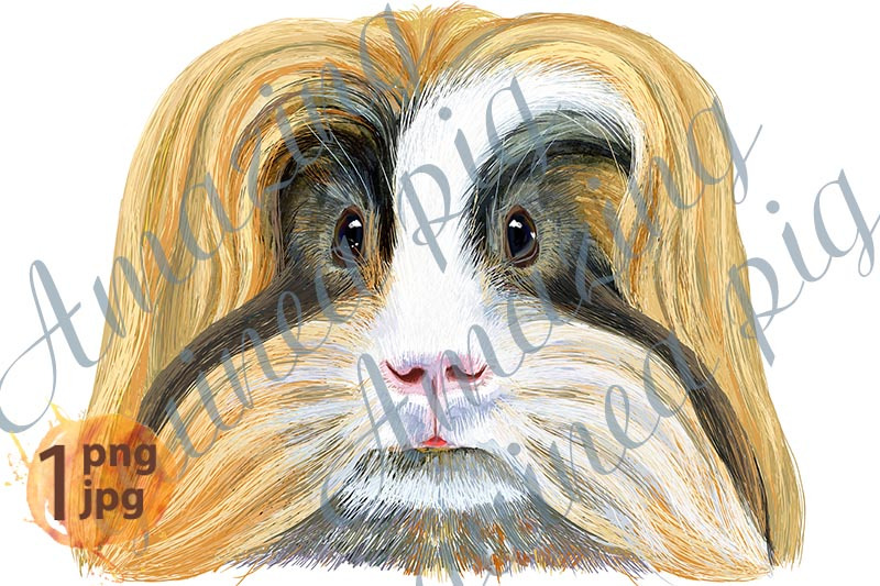 watercolor-portrait-of-sheltie-guinea-pig-on-white-background