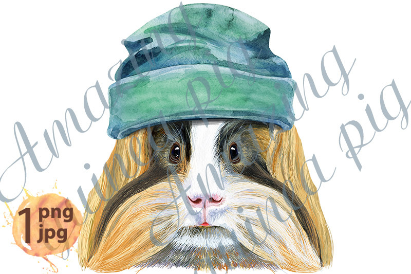 watercolor-portrait-of-sheltie-guinea-pig-in-bindie-hat