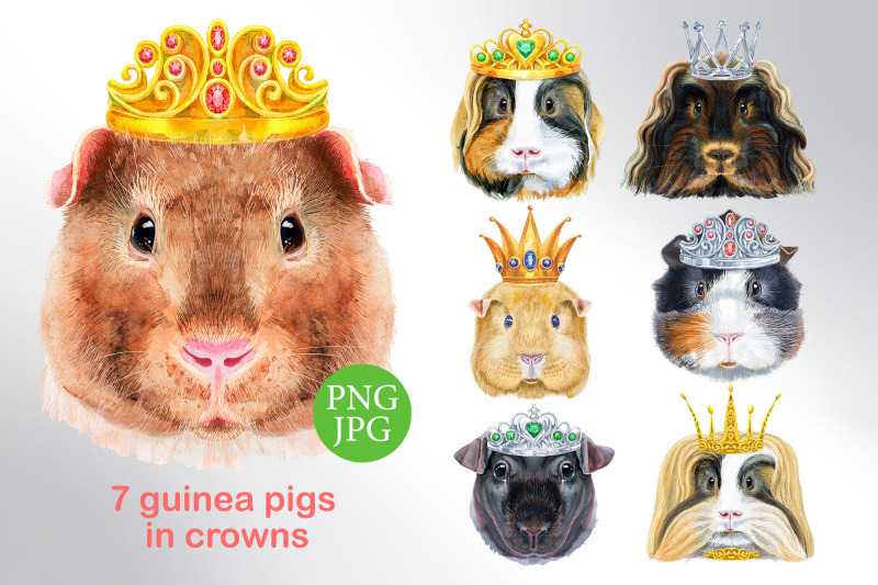 watercolor-guinea-pigs-in-crowns