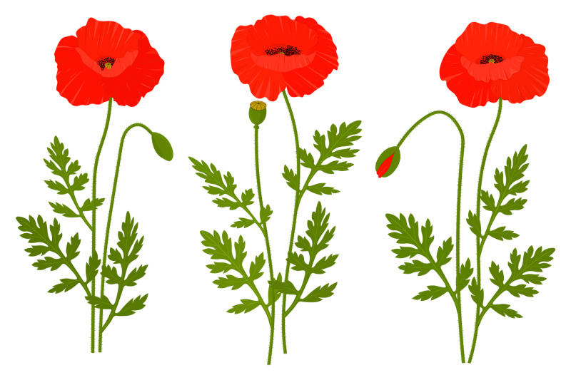 poppies-flowers-poppies-svg-poppy-vector-provence-flower