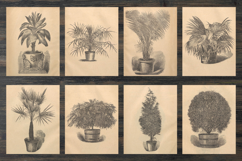 vintage-houseplants-illustrations