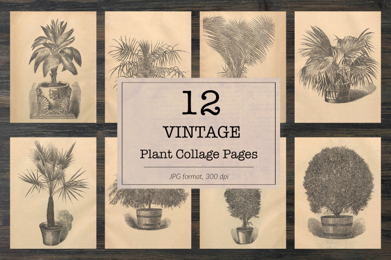 vintage-houseplants-illustrations