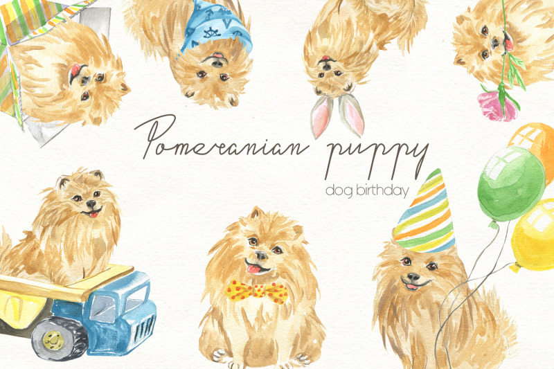 pomeranian-puppy