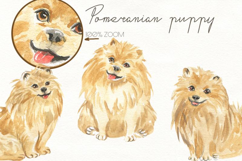 pomeranian-puppy