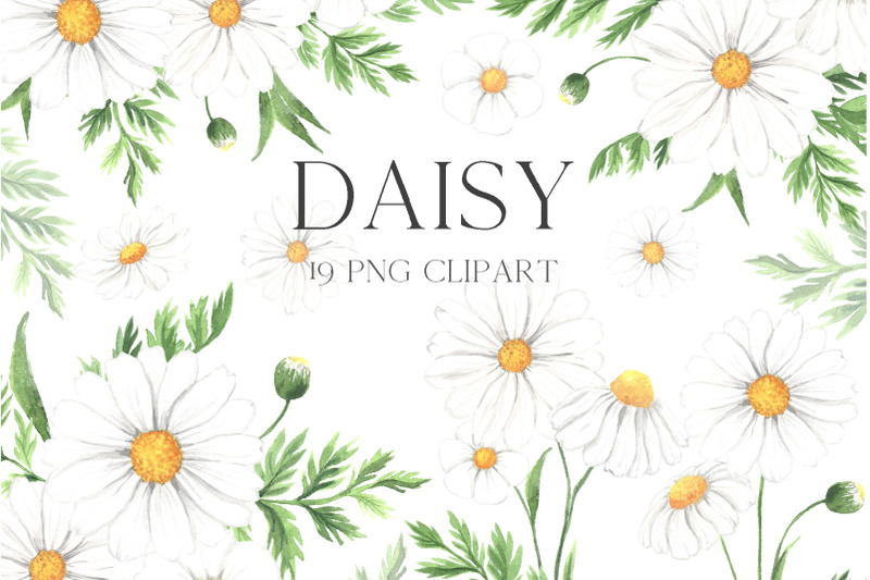 watercolor-daisy-flower-clipart