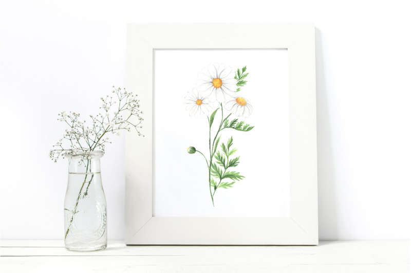 watercolor-daisy-flower-clipart