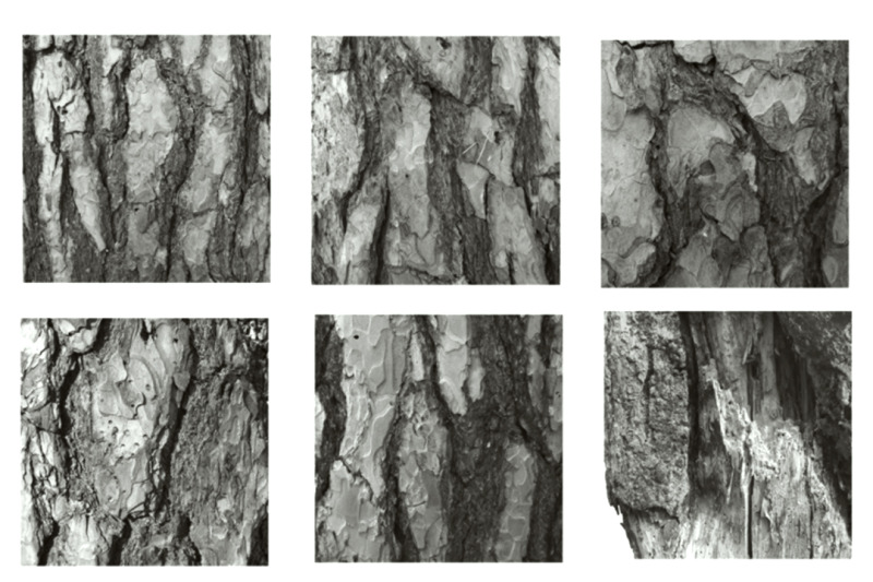 tree-bark-texture-brushes-for-photoshop-procreate-abr