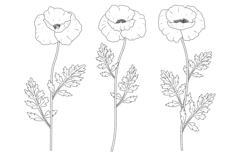 poppies-flowers-poppies-graphics-poppies-coloring-svg