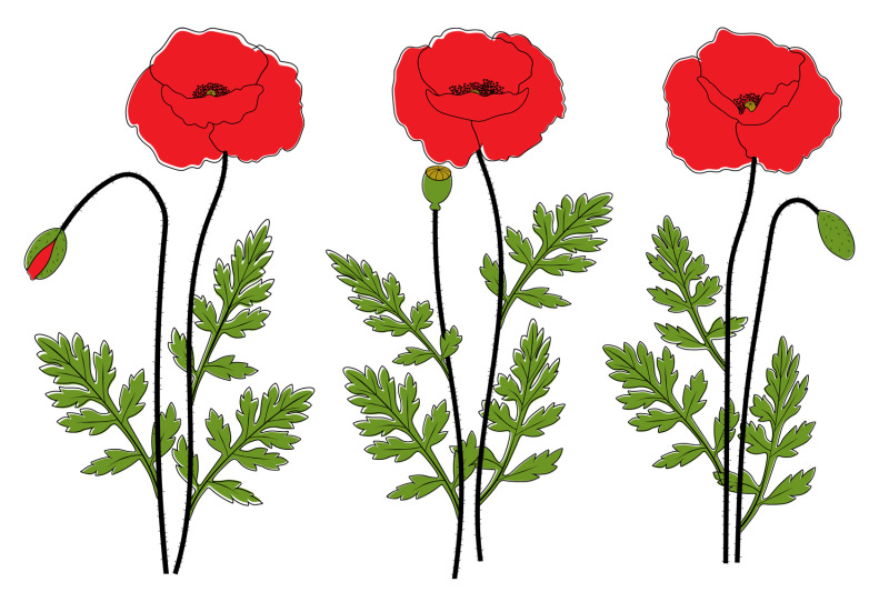 poppies-flowers-poppies-svg-poppy-vector-provence-flowers