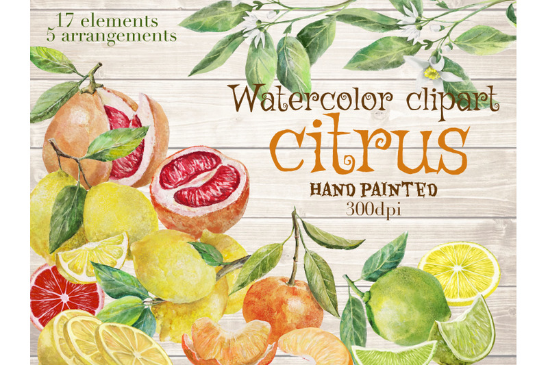 citrus-fruits-watercolor-clipart-fruits-arrangement-citrus-flowers-039