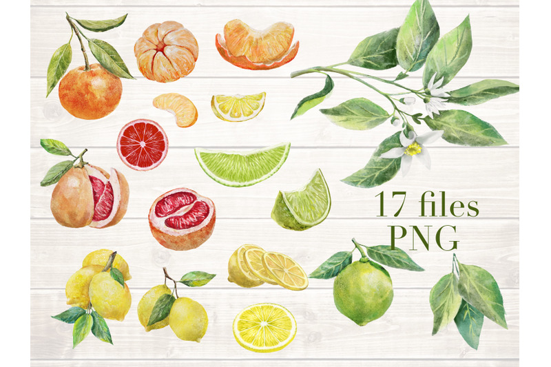 citrus-fruits-watercolor-clipart-fruits-arrangement-citrus-flowers-039