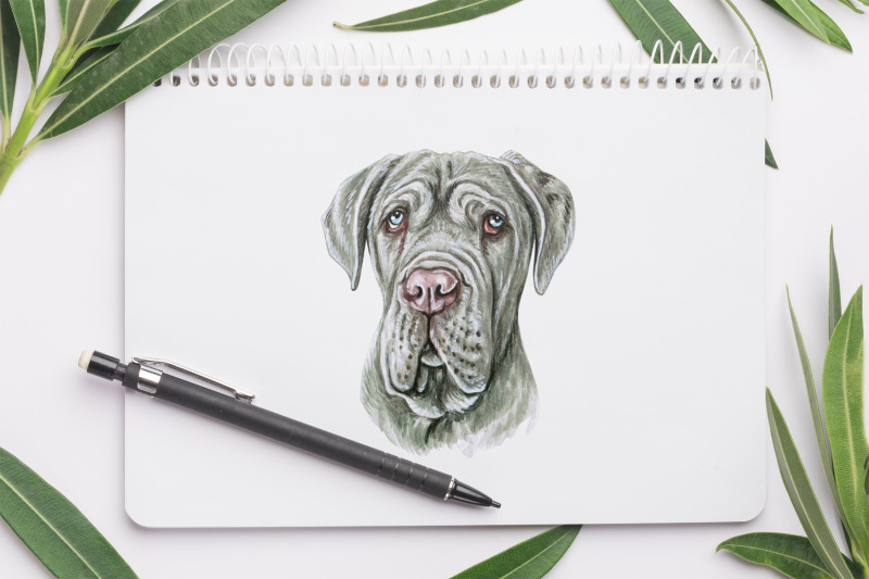 mastiff-watercolor-dog-illustrations-cute-8-dog