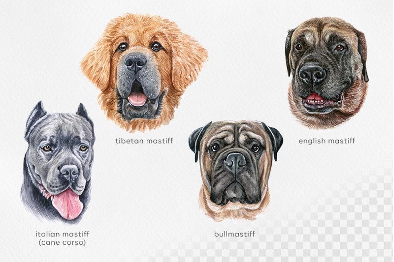 mastiff-watercolor-dog-illustrations-cute-8-dog