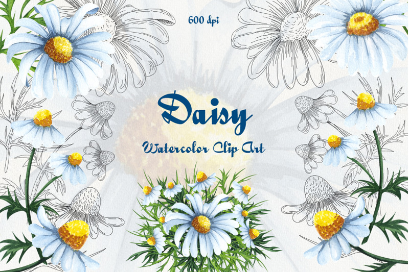 daisy-watercolor-clipart