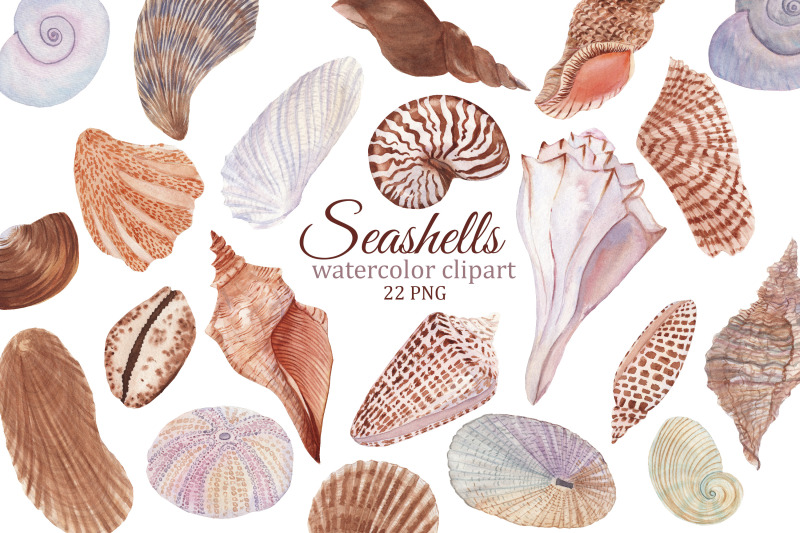 seashell-watercolor-clipart-summer-travel-png-ocean-beach-clipart-fo