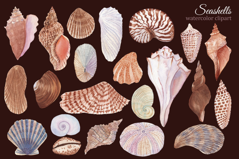 seashell-watercolor-clipart-summer-travel-png-ocean-beach-clipart-fo