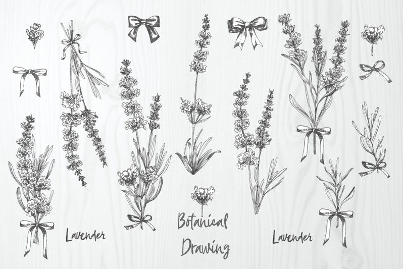 hand-drawn-lavender-flower-bouquets