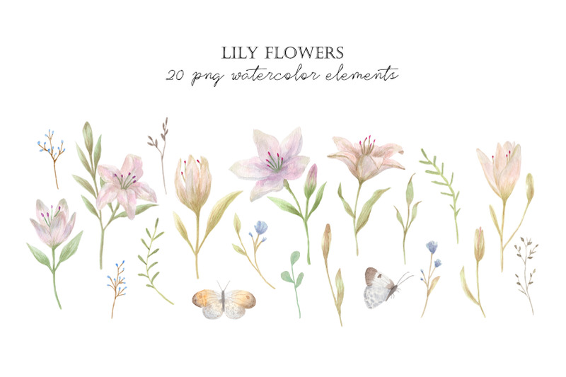 lily-flowers-watercolor-cliparts