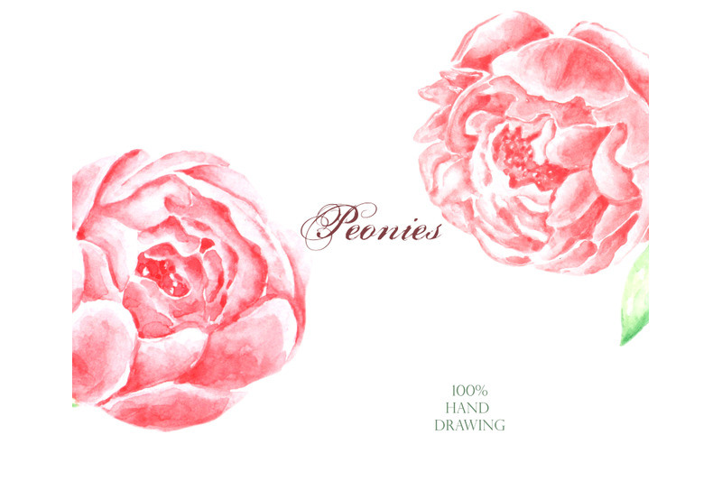peonies-watercolor-clipart-flowers-frames-wreaths-borders-pink