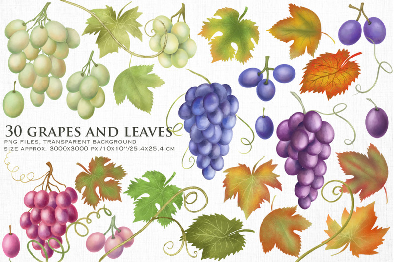 grapes-and-leaves-clipart