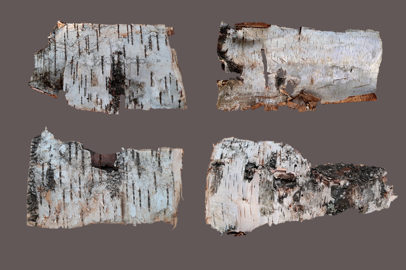 birch-bark-12-isolated-png-elements