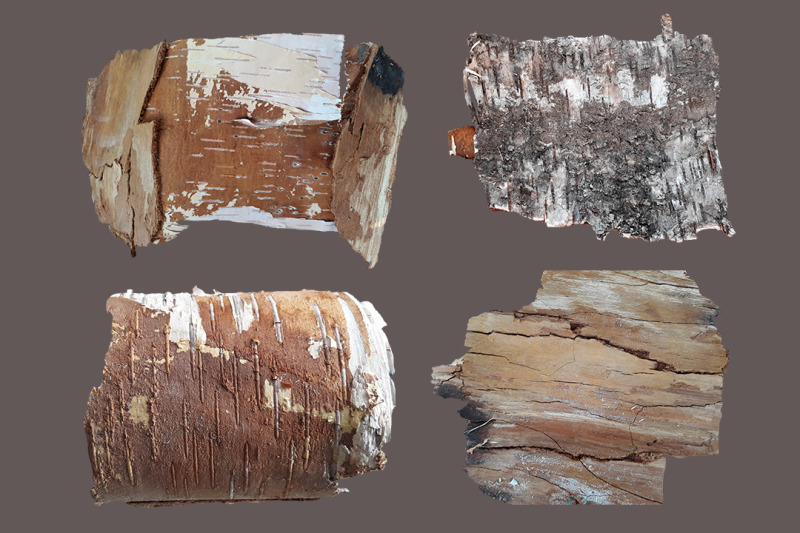 birch-bark-12-isolated-png-elements