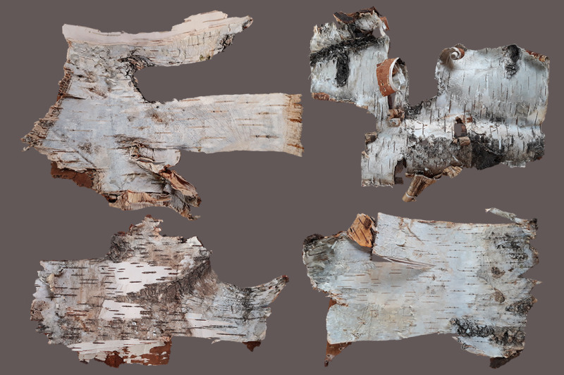 birch-bark-12-isolated-png-elements