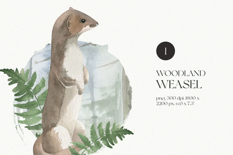 watercolor-illustration-of-weasel