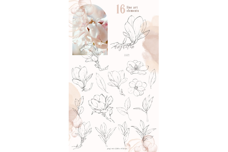 magnolia-line-art-collection