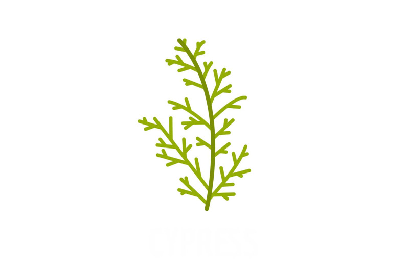 cypress-leaf-icon-flat-style