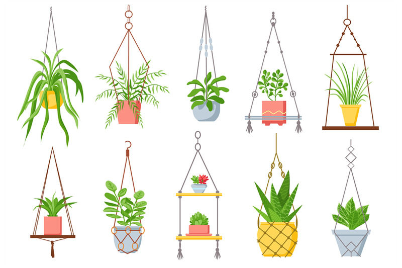 home-plant-in-hanging-pot-houseplant-succulent-and-cactus-in-pots-on