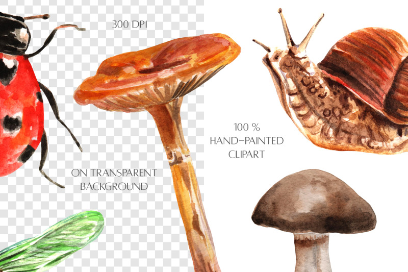 watercolor-mushrooms-and-insects-forest-life-png-snails-ladybugs
