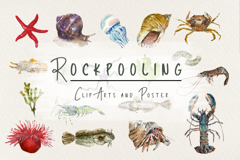 rockpooling-clip-arts-and-poster