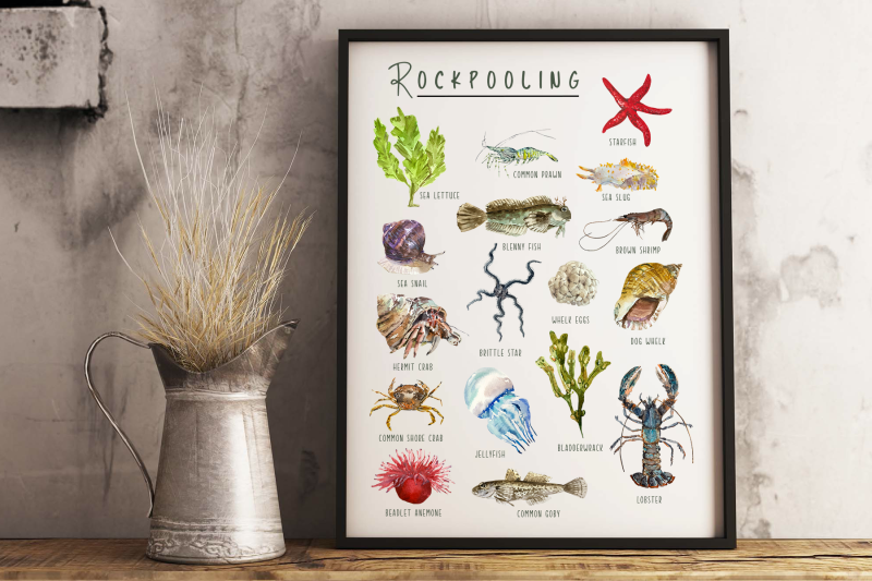 rockpooling-clip-arts-and-poster