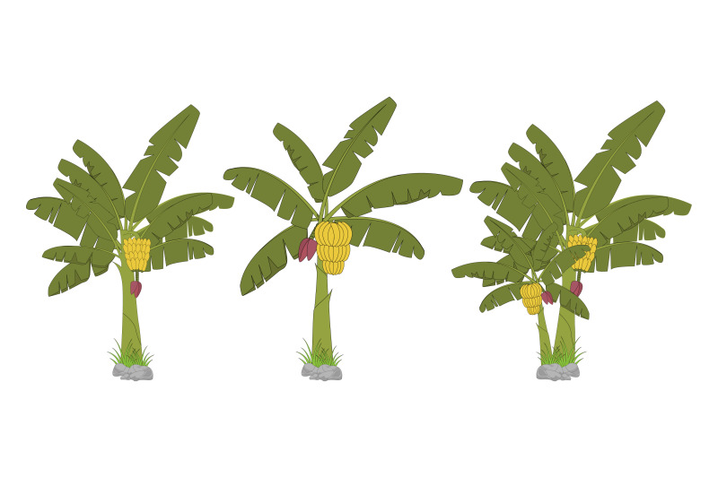 cute-banana-tree-illustration